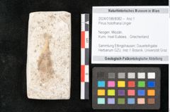 Foto (Objekt + Etikett) von Pinus holothana Unger (NHMW-GEO-2024-0188-8082)